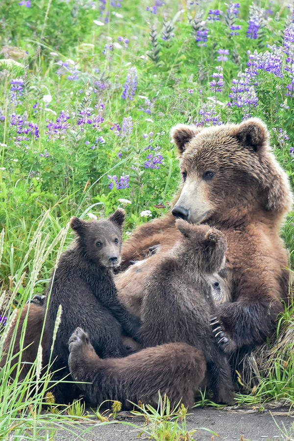 Momma Bear With Her Cubs  Bear, Bear pictures, Grizzly bear