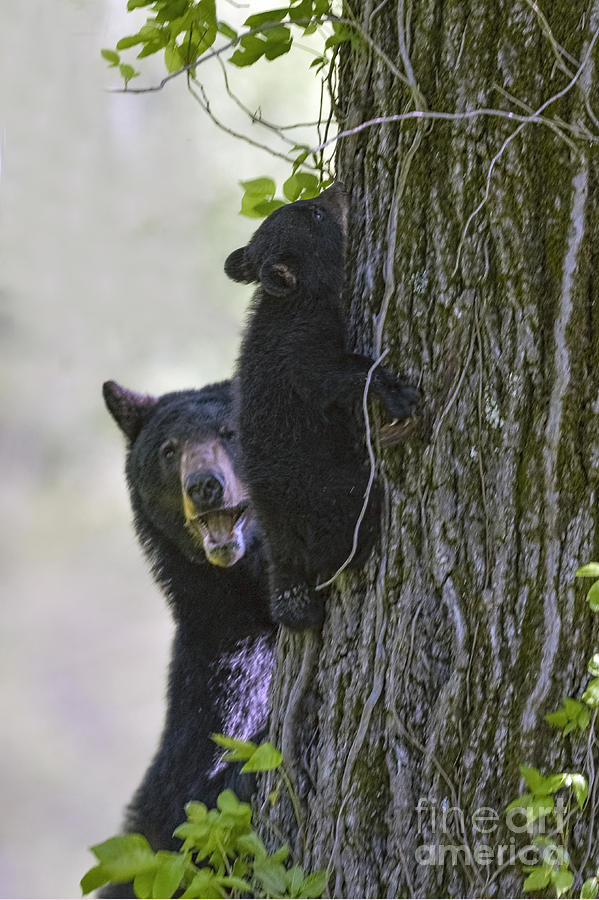 Mother bear watching her cub climb a tree Photograph by Dan Friend