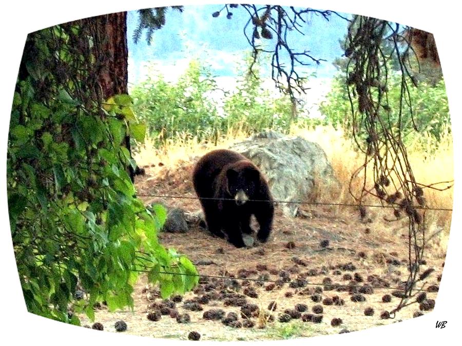 Mother Bear Photograph
