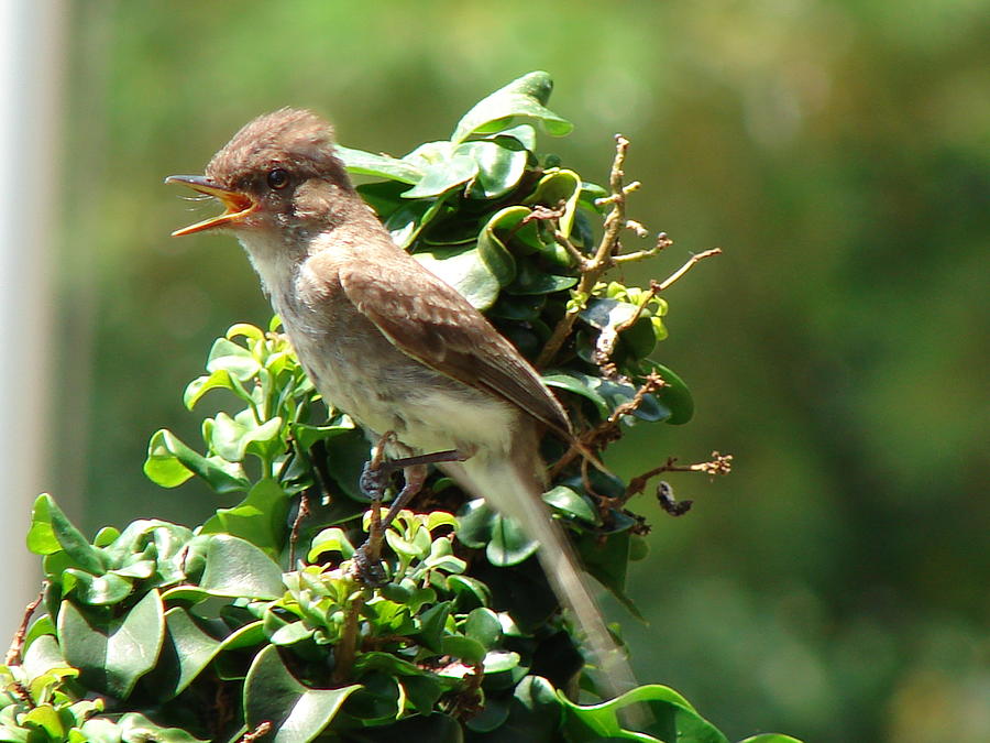 Mother Bird Photograph by Kevin Blackstock