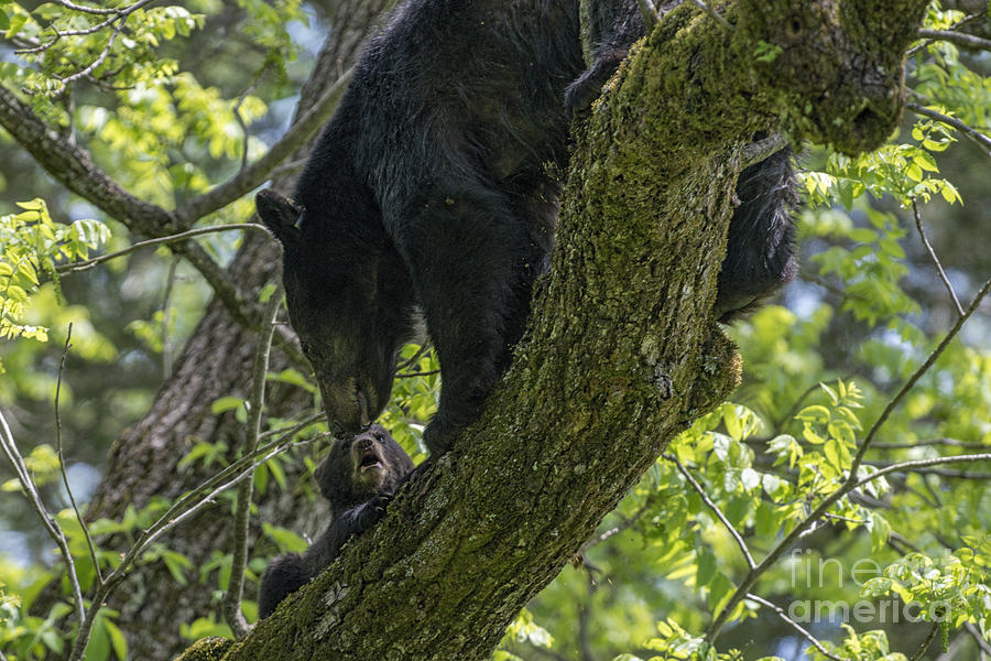 Mother black bear and cub in tree Photograph by Dan Friend
