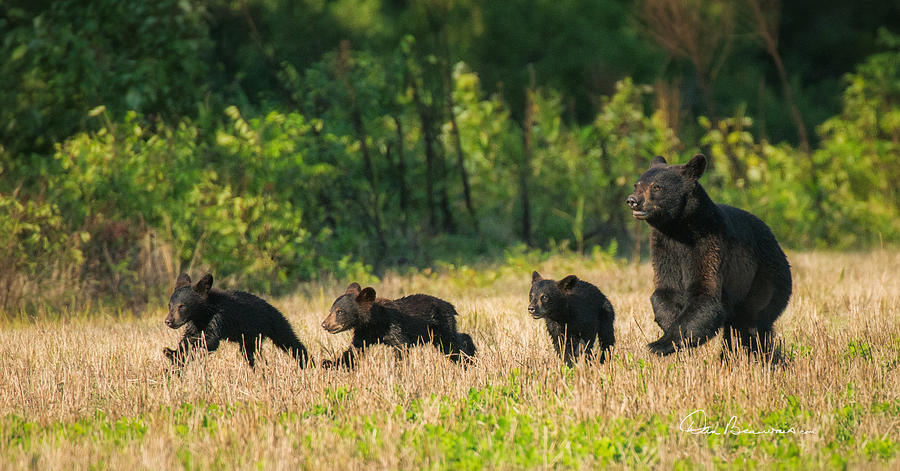 Mother Black Bear and Three Cubs 7006 Photograph by Dan Beauvais