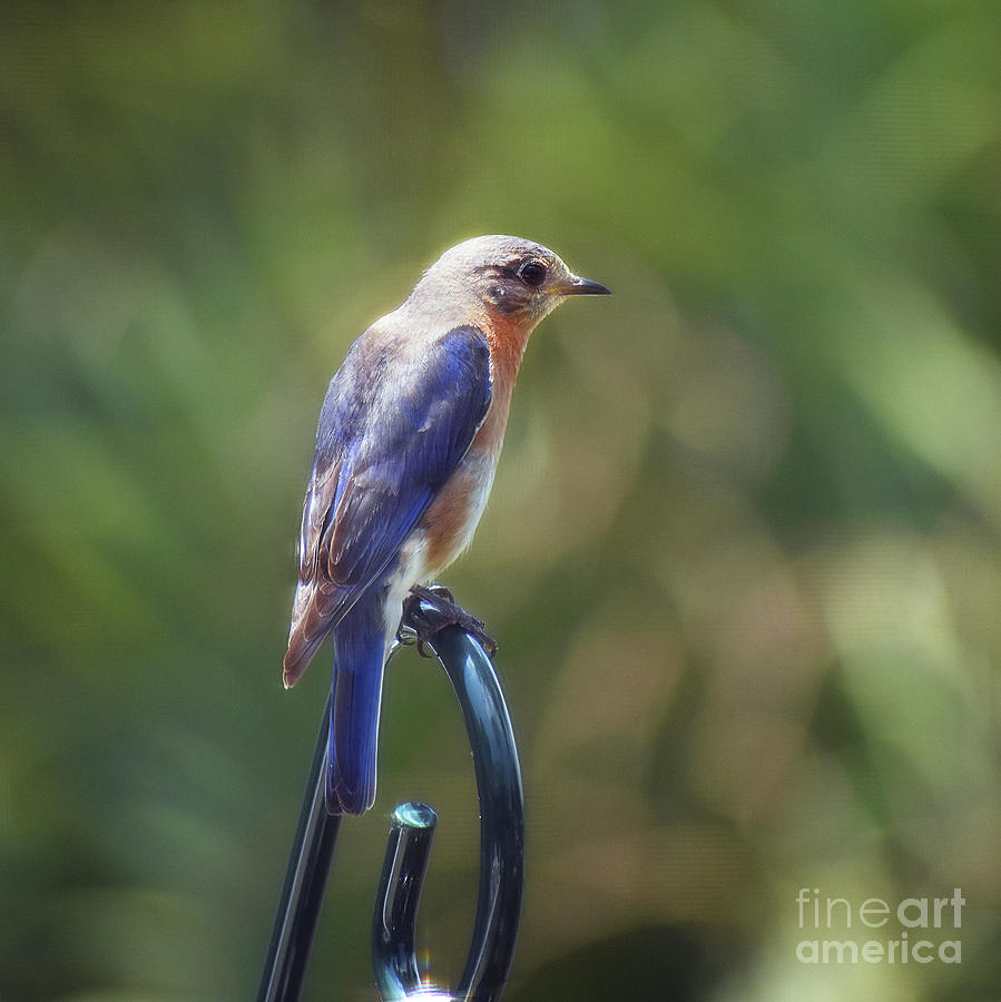 Animal Photograph - Mother Bluebird by Skip Willits
