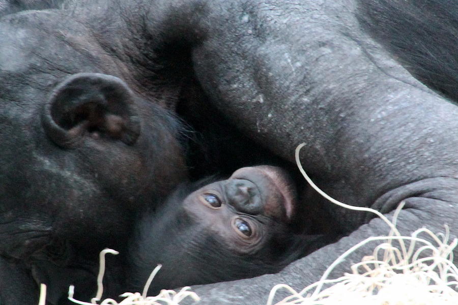 Mother Bonobo and her Baby Photograph by Laurel Talabere - Fine Art America