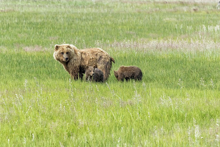 Mother Brown Bear With Her Two Cubs, No. 1 Photograph by Belinda Greb