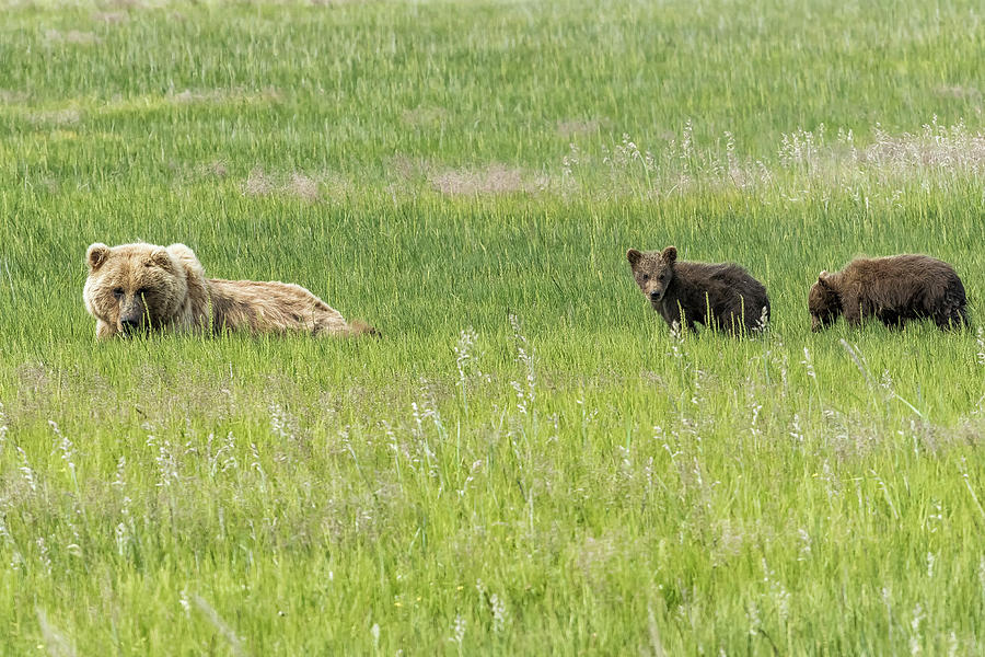 Mother Brown Bear With Her Two Cubs, No. 2 Photograph by Belinda Greb
