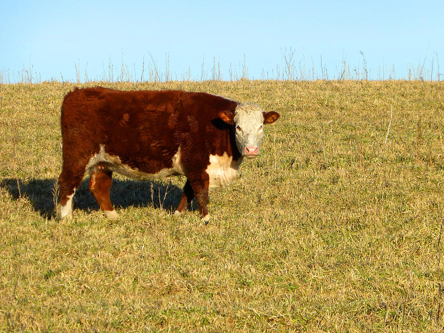 Cow Photograph - Mother Brown by Tina M Wenger