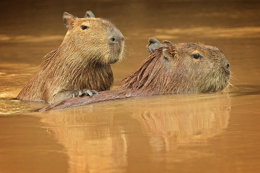 Mother Capybara and young Photograph by Steven Upton