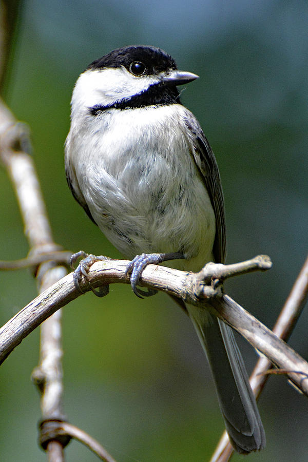 Mother Chickadee on a Branch Photograph by Jerry Griffin - Fine Art America