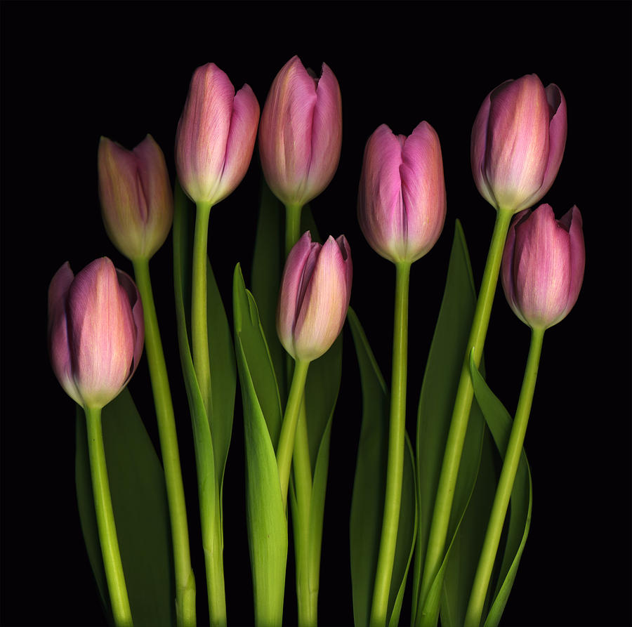 Tulip Photograph - Mothers Day print by Deborah J Humphries