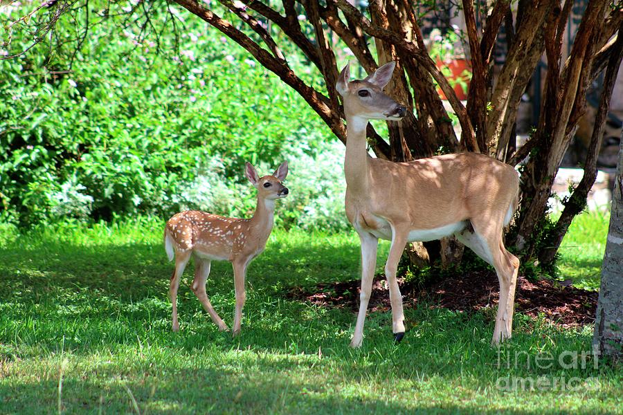 Mother Deer and Fawn Photograph by Ella Kaye Dickey