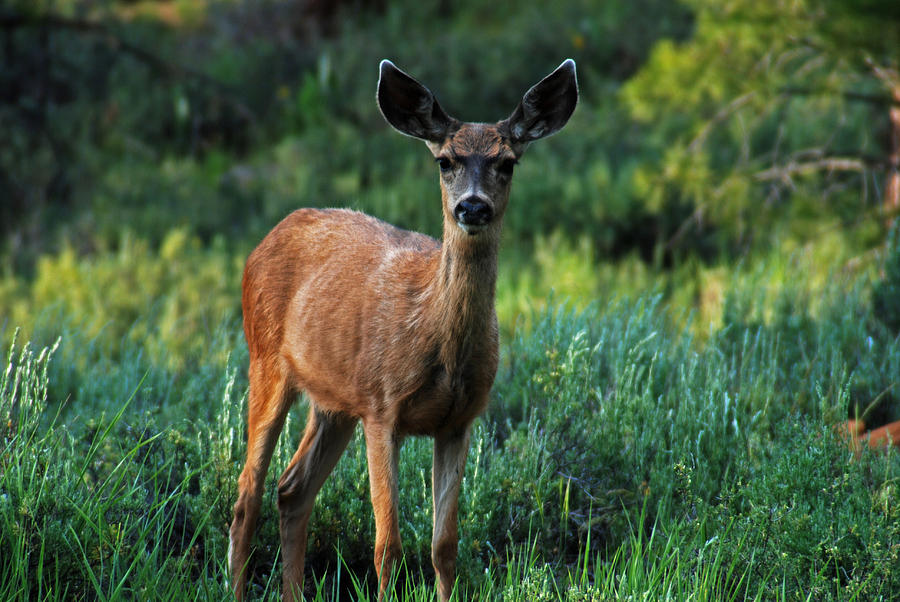 Mother Deer Photograph by Static Stills - Fine Art America