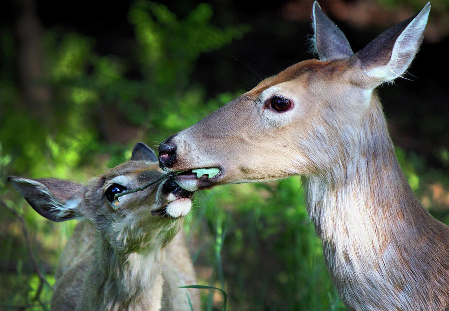 Mother Deer With Fawn Photograph