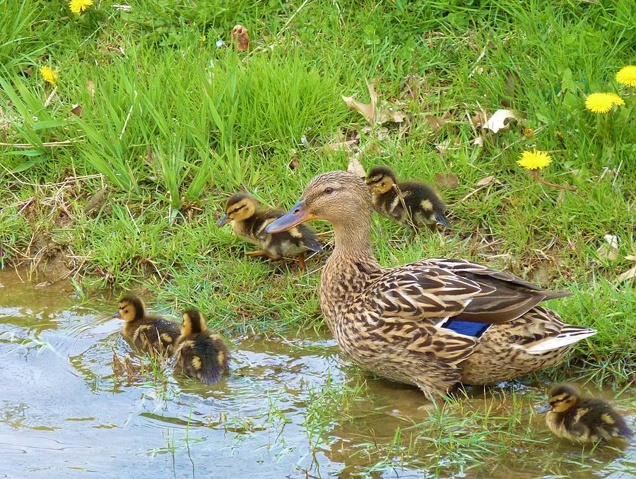 Mother Duck and Babies Photograph by Jeanette Oberholtzer