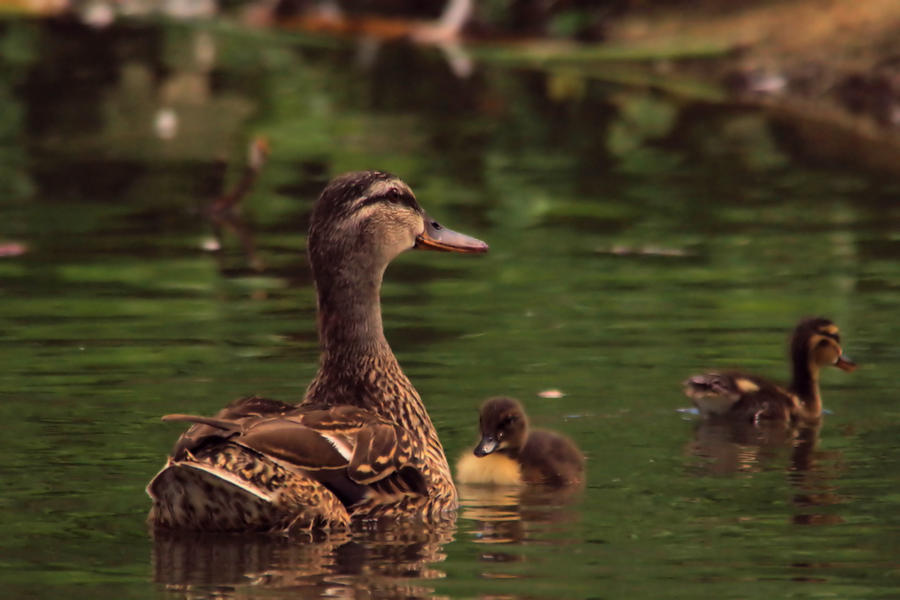Mother Duck And Ducklings Photograph