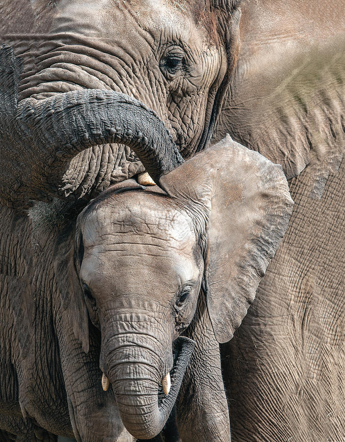 Mother Elephant Caressing Her Calf Photograph by William Bitman