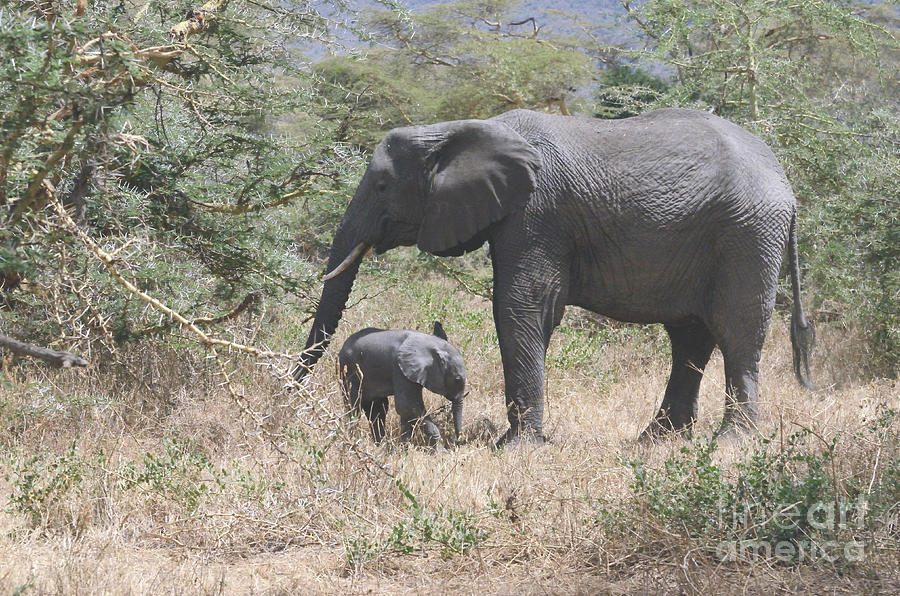 Mother Elephant With Baby Foraging Photograph by Tom Wurl
