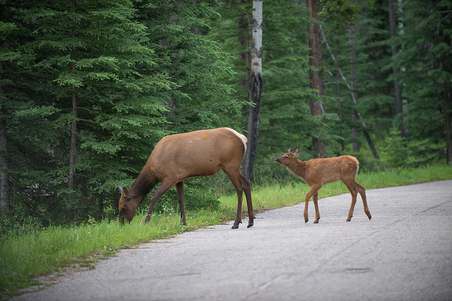 Mother Elk and Calf Photograph by Bill Cubitt