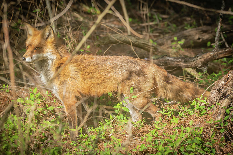 Mother Fox Img 2 Photograph by Bruce Pritchett