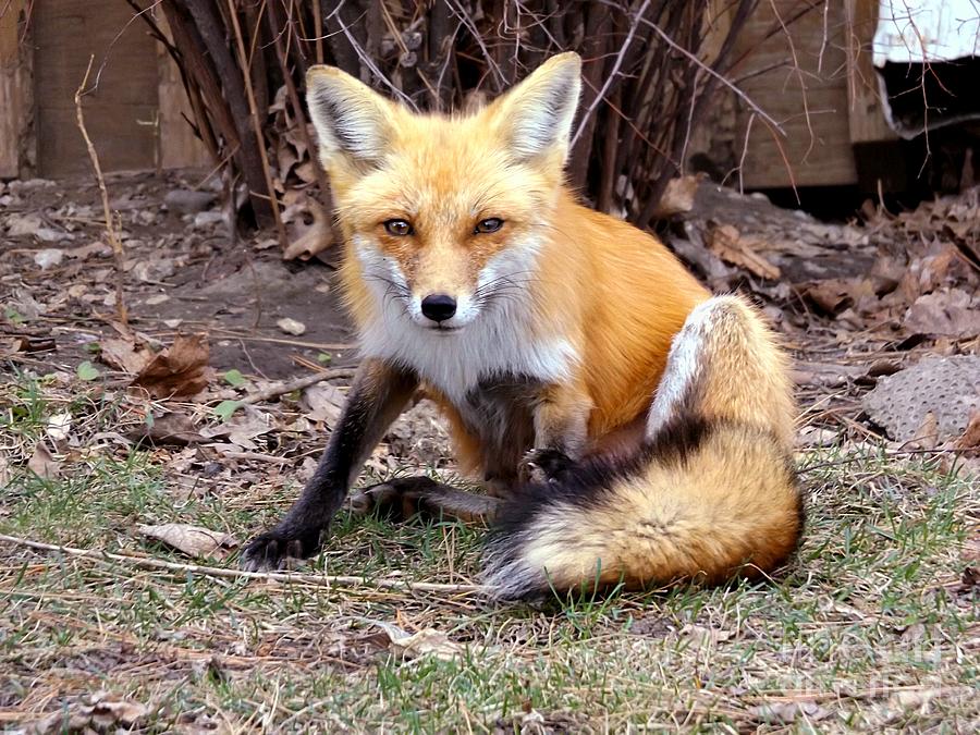 Mother Fox Posing Photograph by Deb Schense