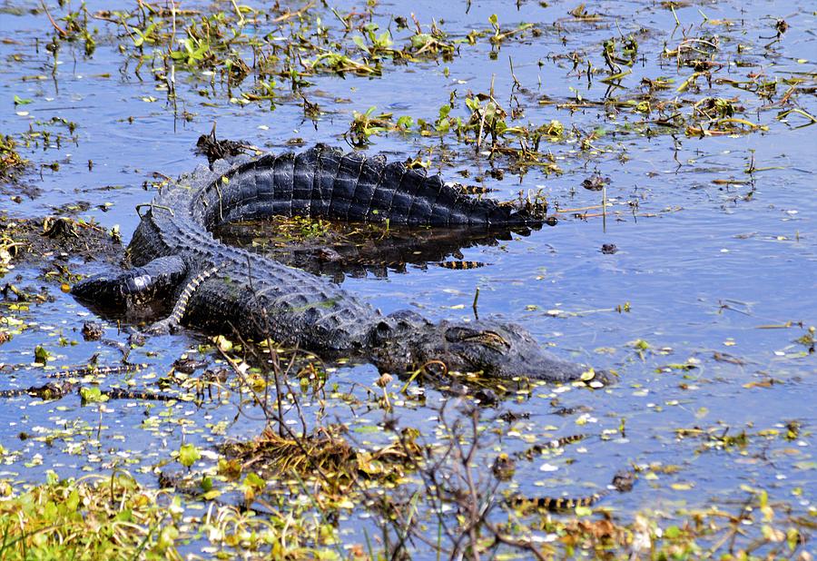Mother Gator and Babies Photograph by Warren Thompson