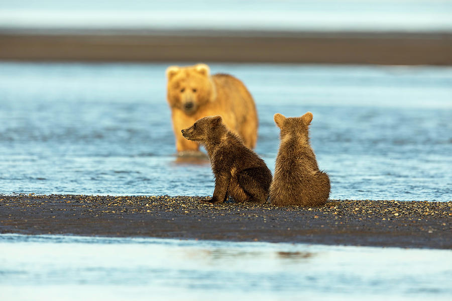 Mother Gazing at her Cubs Photograph by Mark Harrington