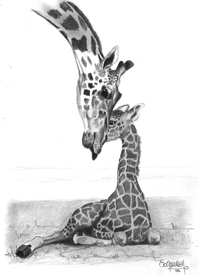 giraffe and baby pencil drawing