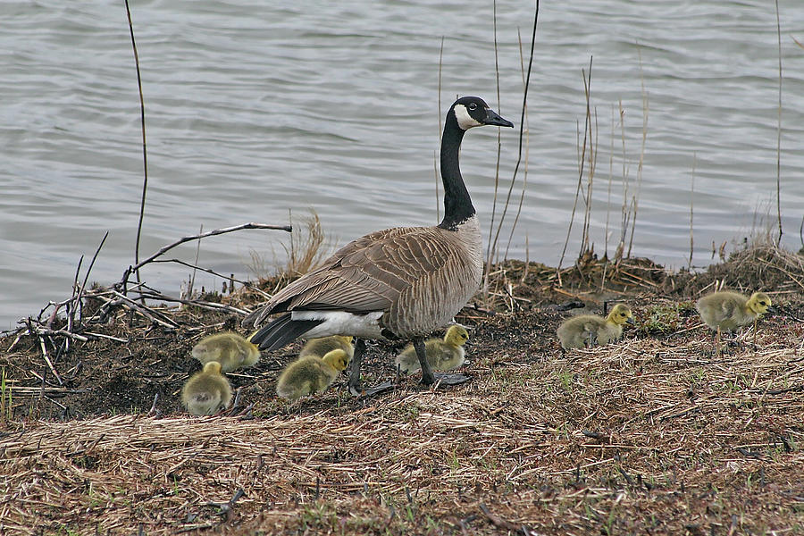Mother Goose and Babies Photograph by Sharon Mayhak