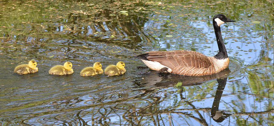 Mother Goose and Goslings Photograph by Alan Lenk