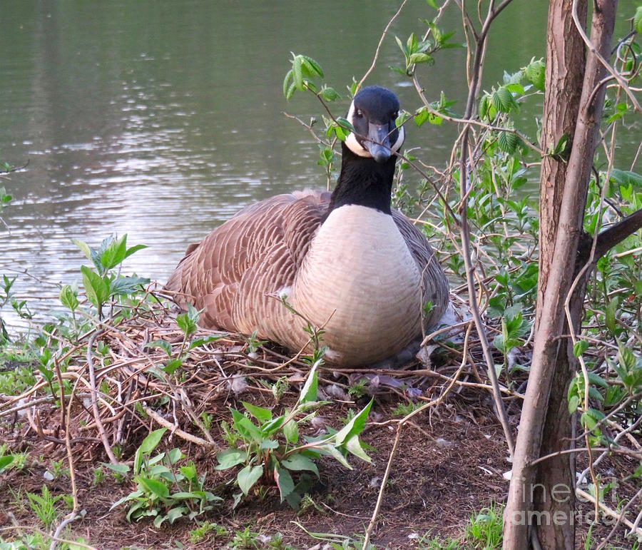 Mother Goose Photograph by Beth Myer Photography