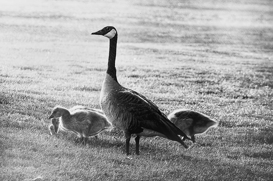 Mother goose Photograph by Camille Lopez