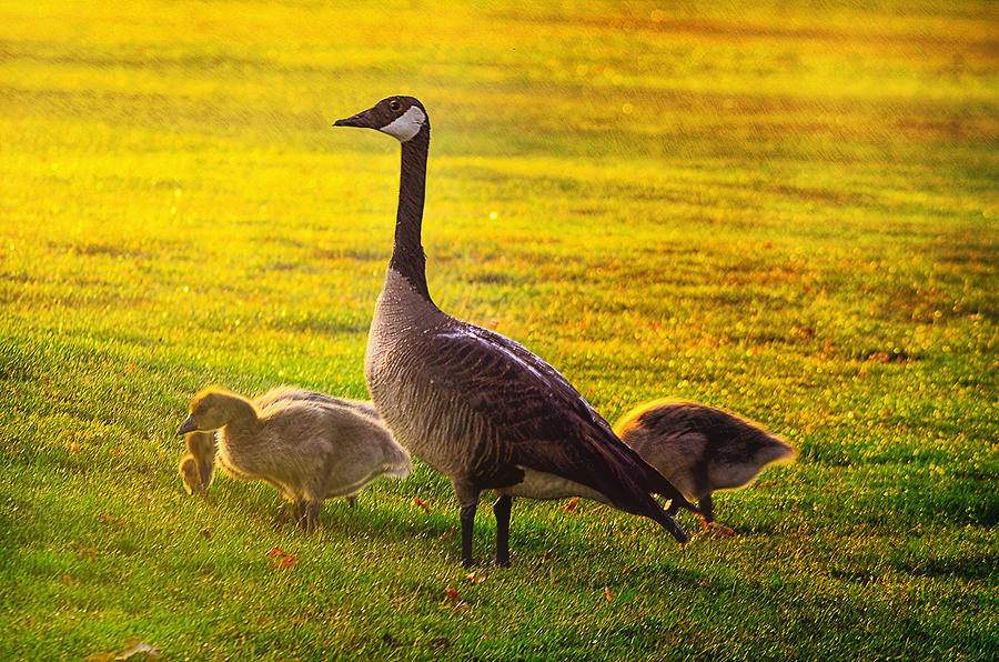 Goose Photograph - Mother Goose color by Camille Lopez