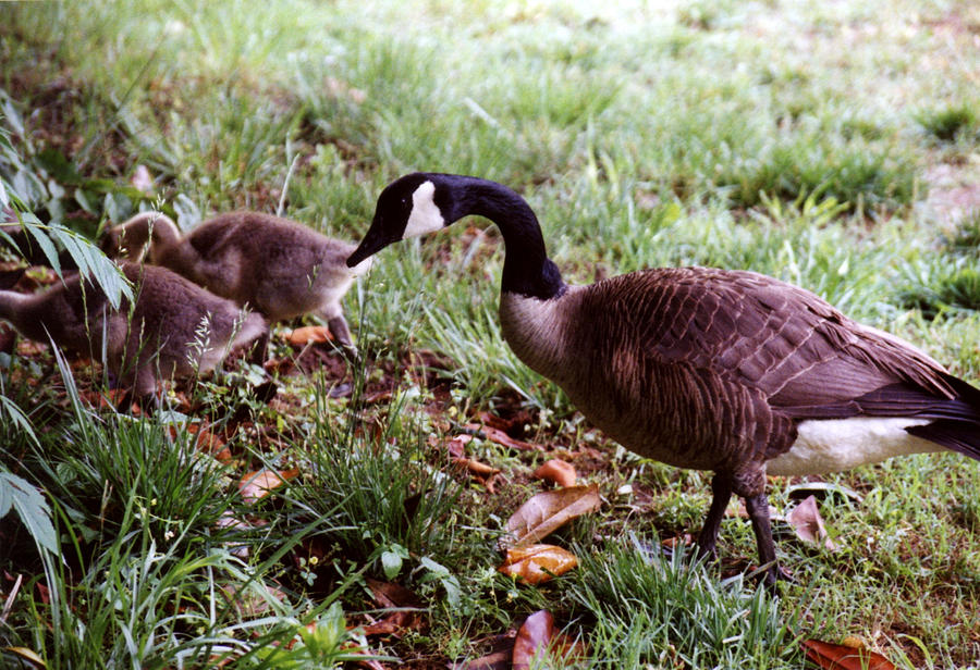 Mother Goose Photograph by Jan Amiss Photography