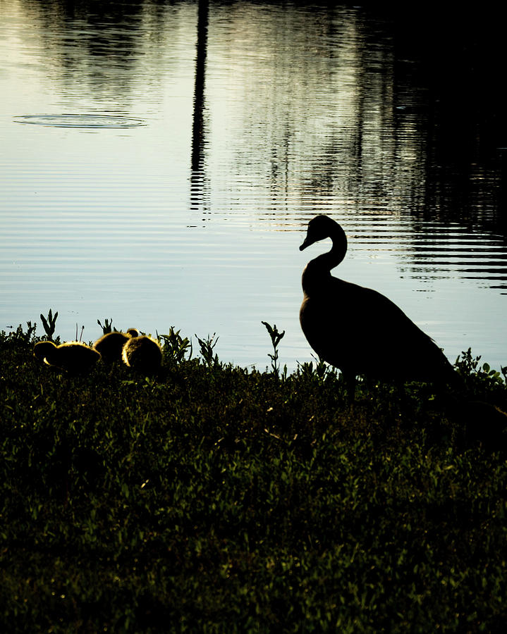 Mother Goose Photograph by Jay Stockhaus