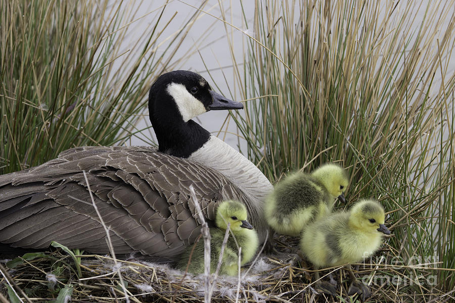 Mother Goose Photograph by Jeannette Hunt