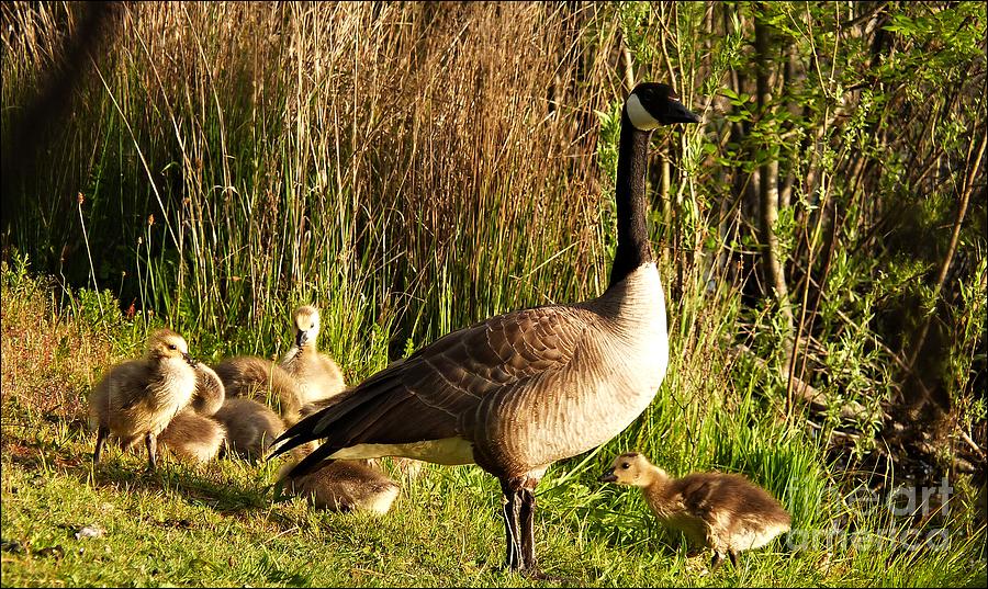 Mother Goose by Julia Hassett Mother Goose by Julia Hassett