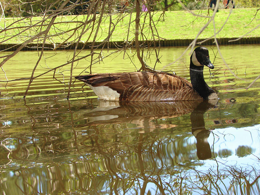Mother Goose Photograph by Laura Brightwood
