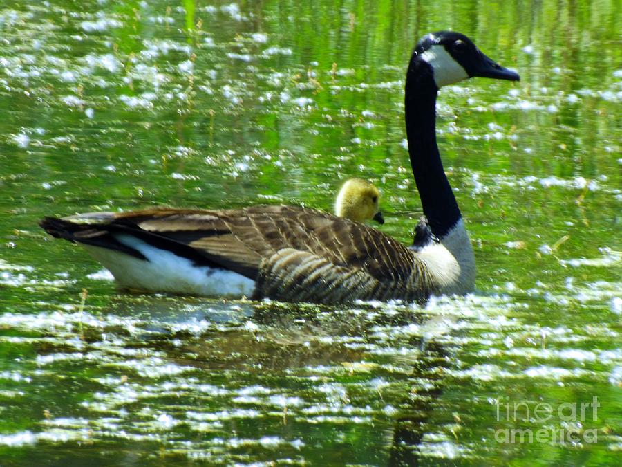 Geese Photograph - Mother Goose by Robyn King