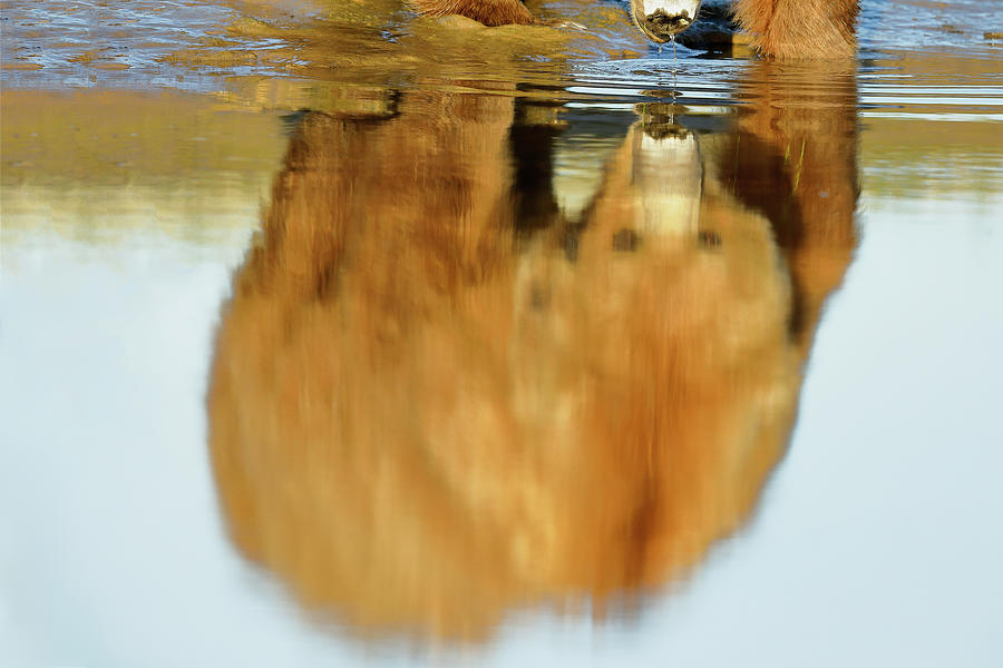 Mother Grizzly Reflection Photograph by Mark Harrington