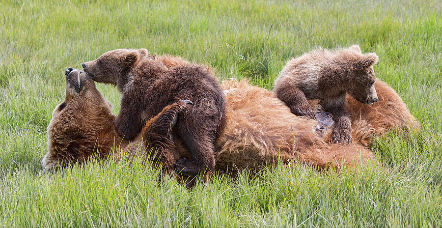Mother Grizzly Suckling Twin Cubs Photograph by Mark Harrington