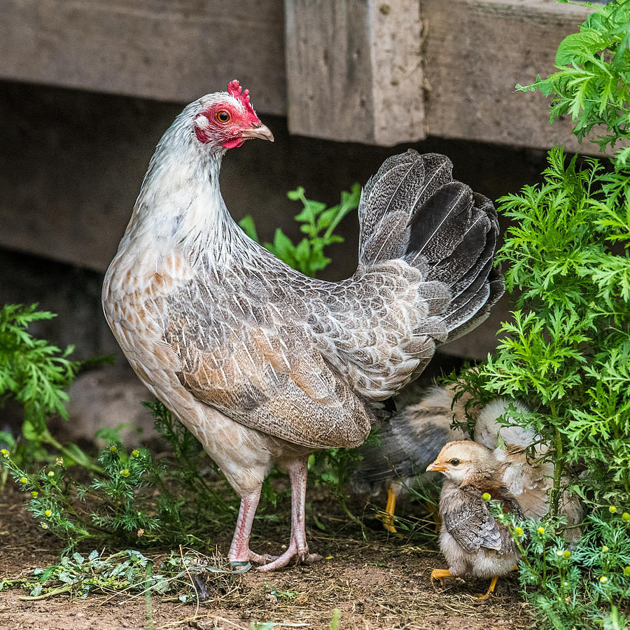 Mother Hen Photograph by Paul Freidlund