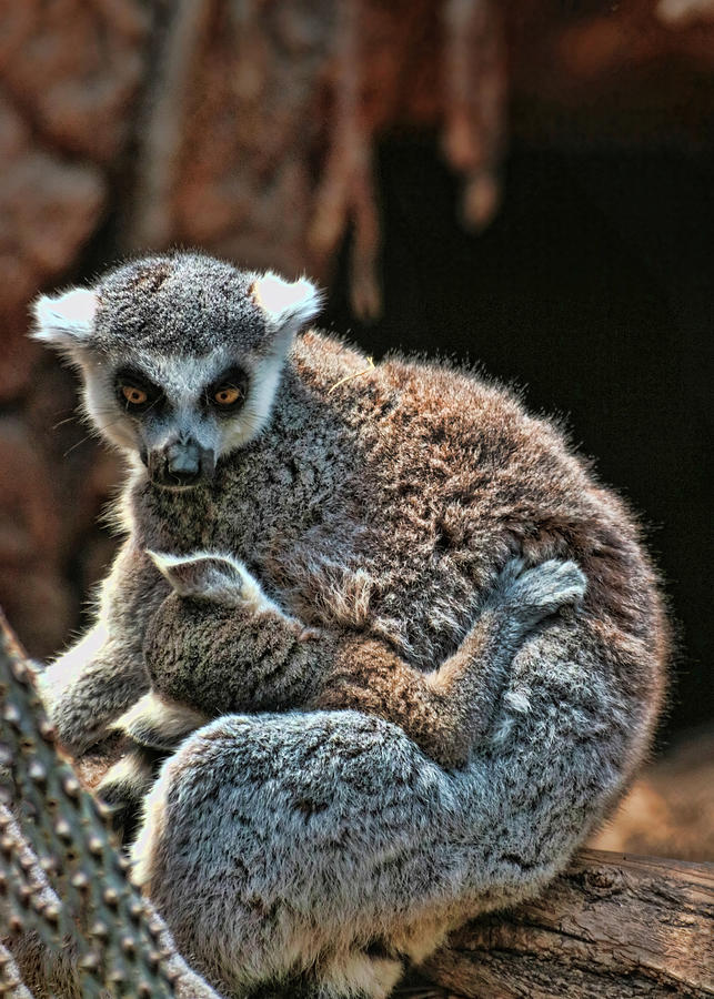 Mother Lemur and Child Photograph by Allen Beatty
