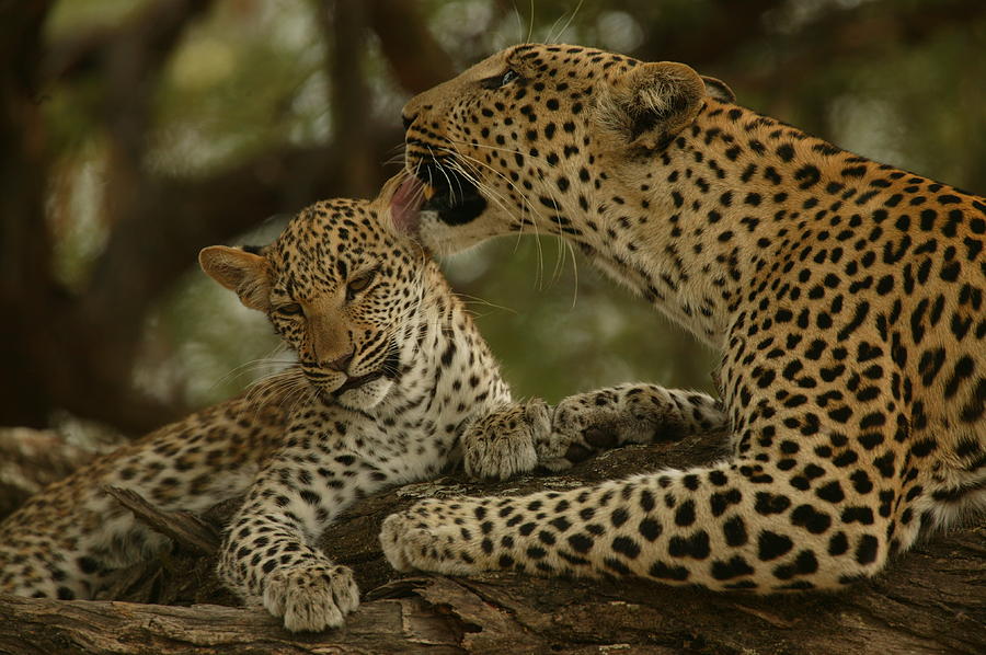 leopard videos national geographic
