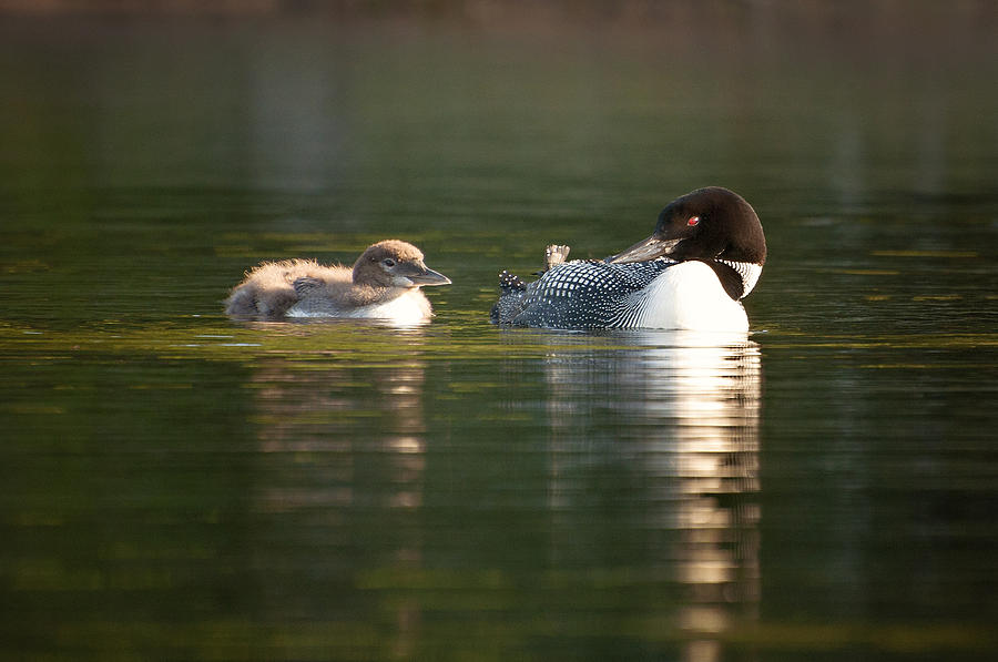 Mother Loon and Baby Relaxing in Sun Photograph by Donna Doherty