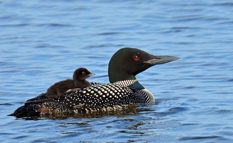 Mother Loon And Her Baby Photograph by Rodney Campbell