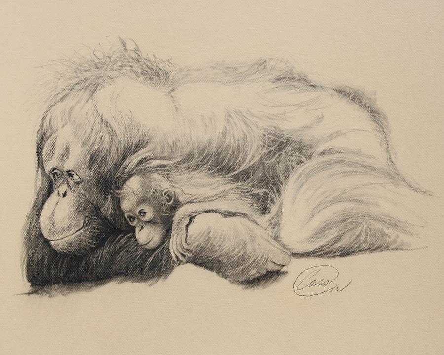 Orangutan Drawing - Mother Love by Albert Casson