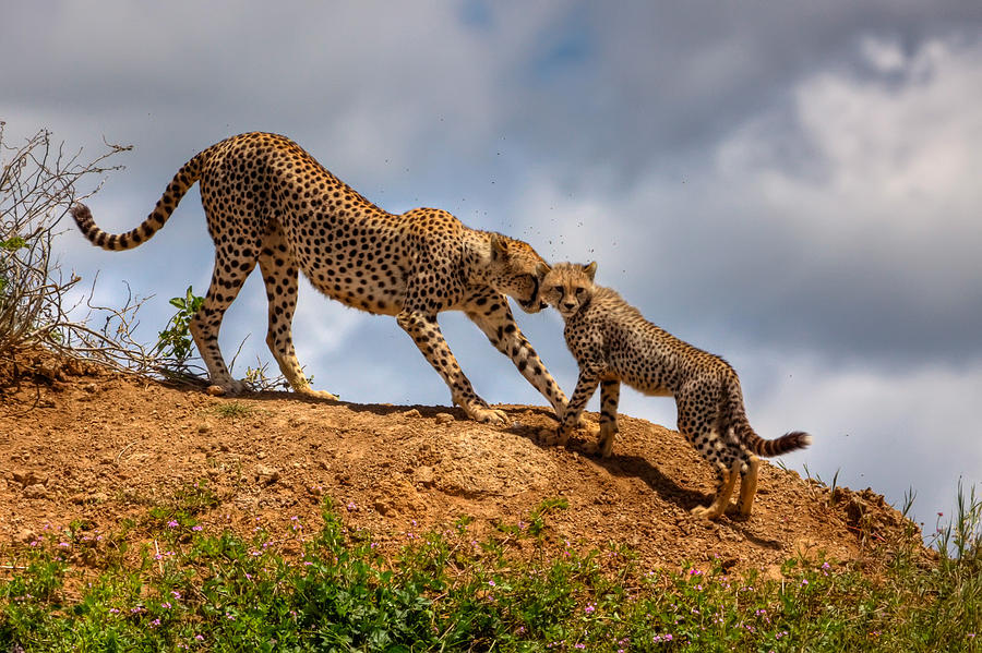 Wildlife Photograph - Mother Love by Amnon Eichelberg