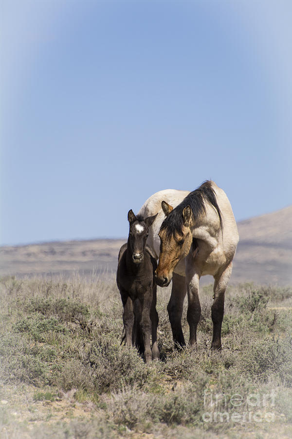 Mother Love Photograph by ArtissiMo Photography - Pixels