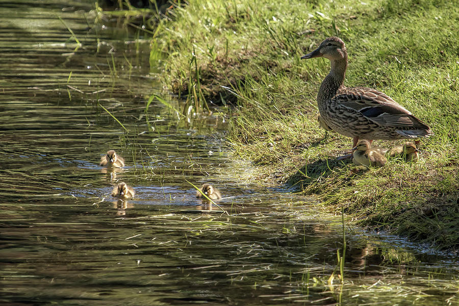 Mother Mallard and her Brood, No. 1 Photograph by Belinda Greb