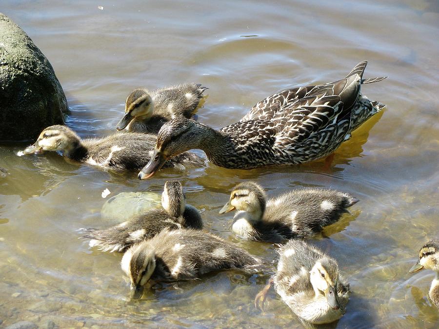 Mother Mallard Duck Watches Over Ducklings Photograph by GinA Captured ...